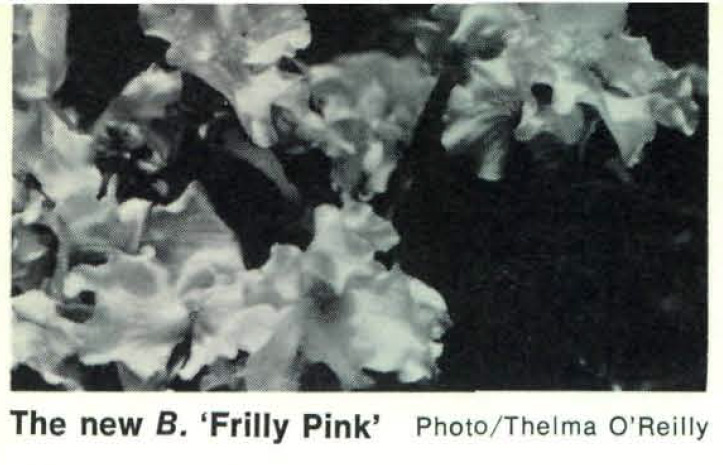 B. ‘Frilly Pink’